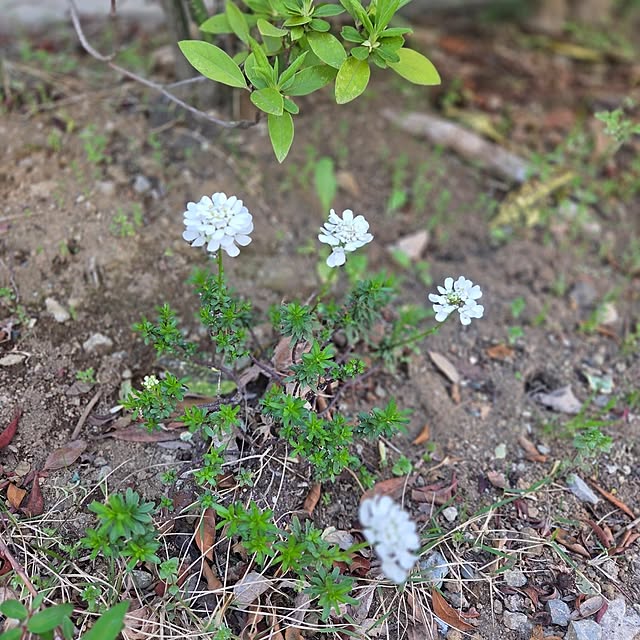 MARIE.color.interiorさんの部屋