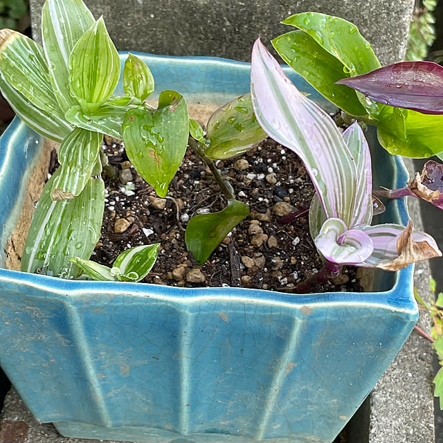 buchiさんの部屋