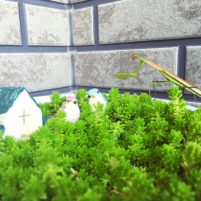 玄関/入り口/セリア/観葉植物/雑貨/多肉植物...などのインテリア実例 - 2016-04-19 16:46:28