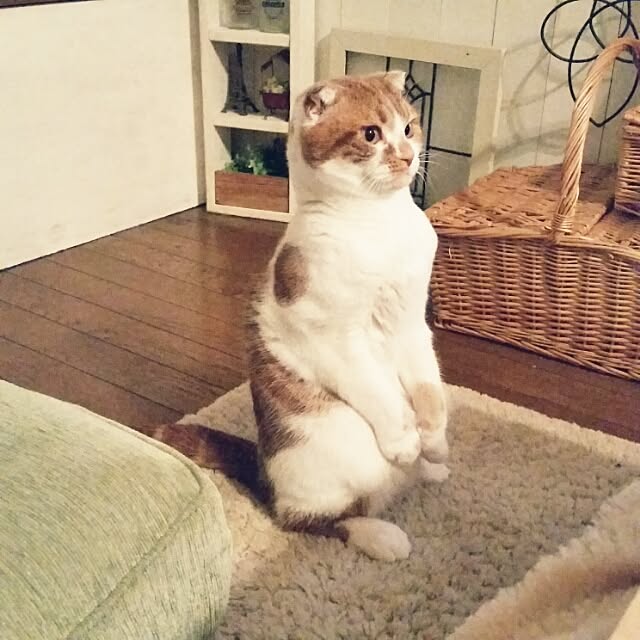mikiさんの実例写真