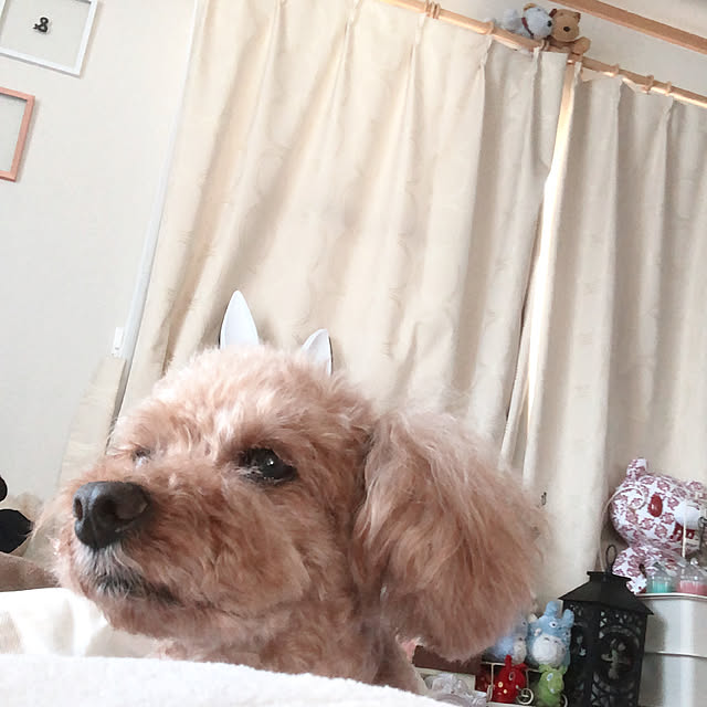 eriharuさんの実例写真