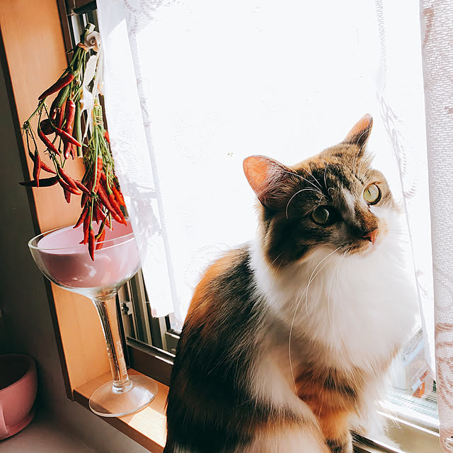 MASAさんの実例写真