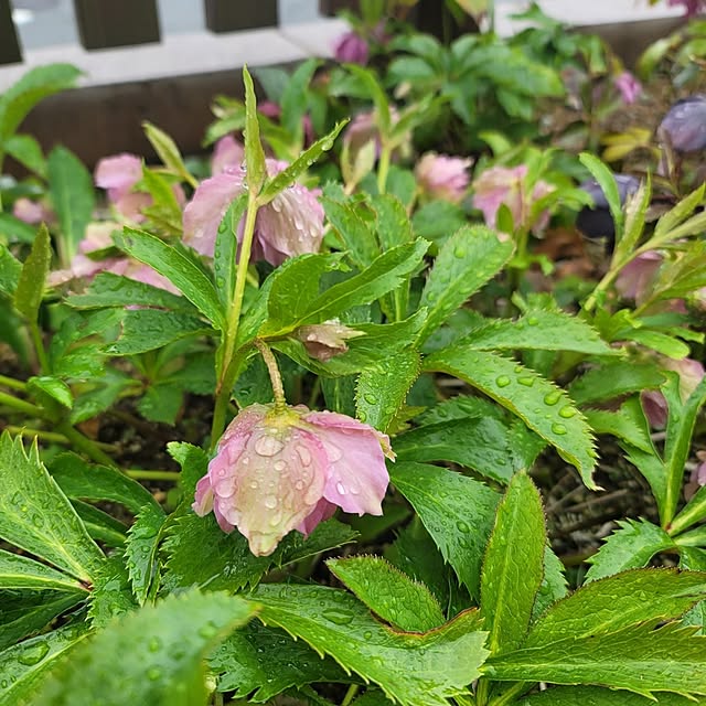 VIORAさんの部屋