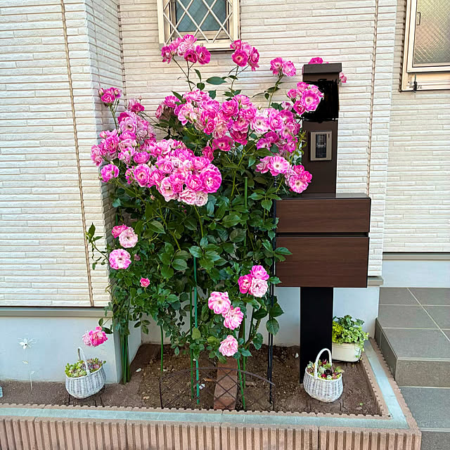 miiさんの実例写真