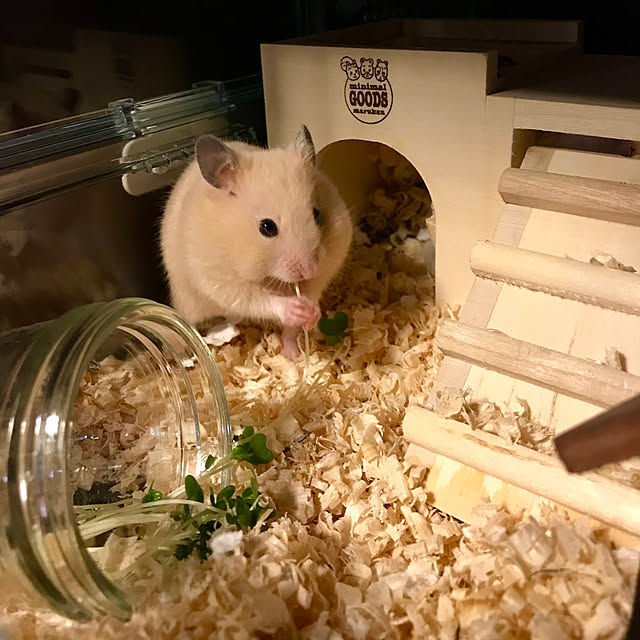 butachanさんの実例写真
