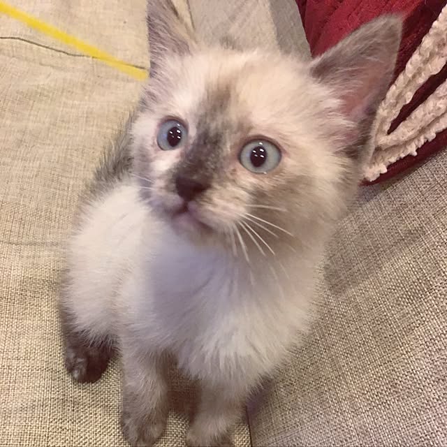 kuuchanさんの実例写真