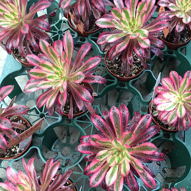 plantsboxさんの実例写真