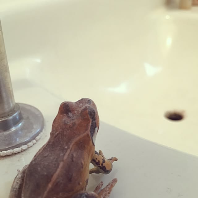 Tam_Shibaさんの実例写真
