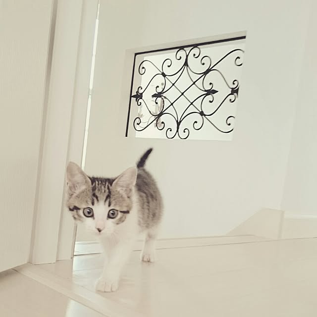 mipoさんの実例写真