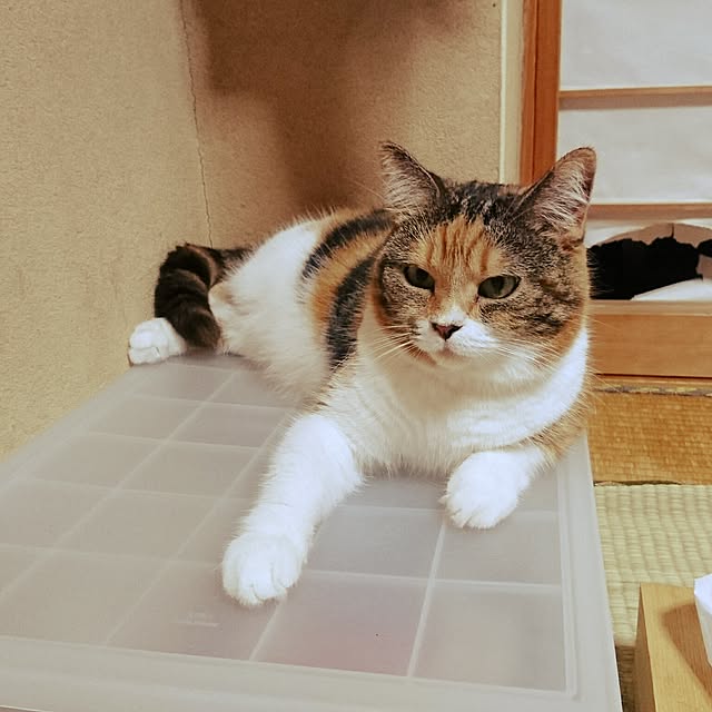 yukieさんの実例写真