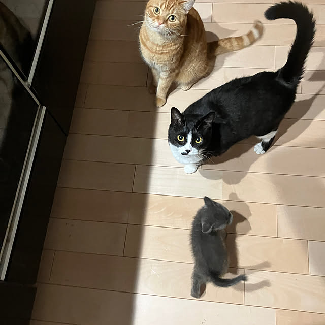 nekoさんの部屋
