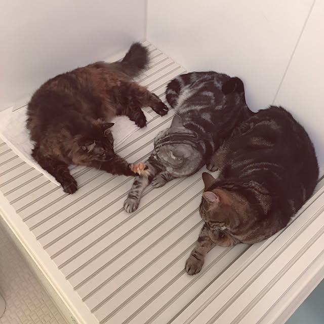 mikomaruさんの実例写真