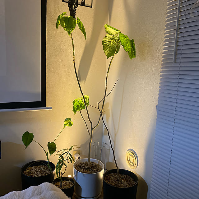 Ayakoさんの実例写真