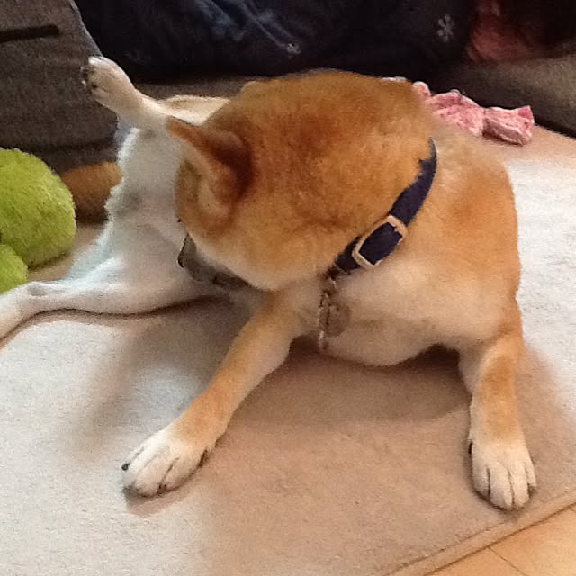 kotaさんの実例写真