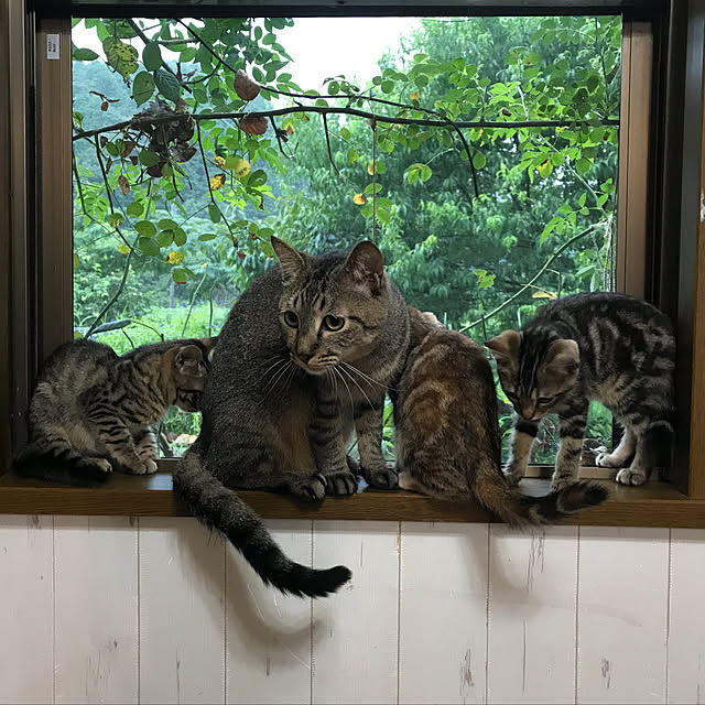 pepeさんの実例写真