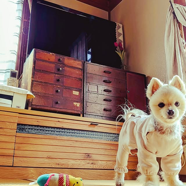 akaidarumaさんの部屋