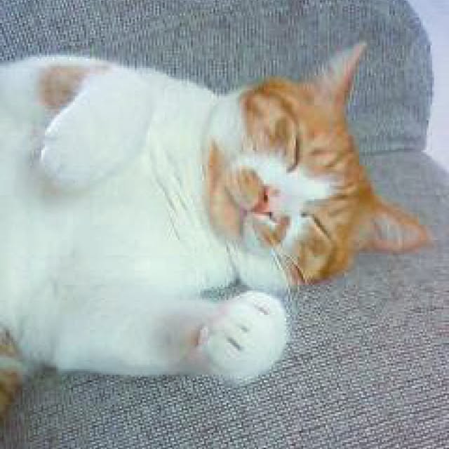 nyanyakoさんの実例写真