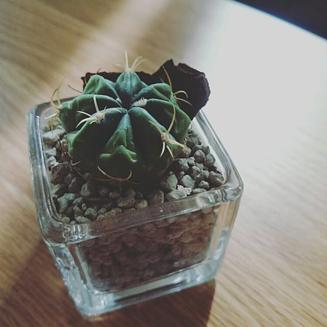 minaさんの実例写真