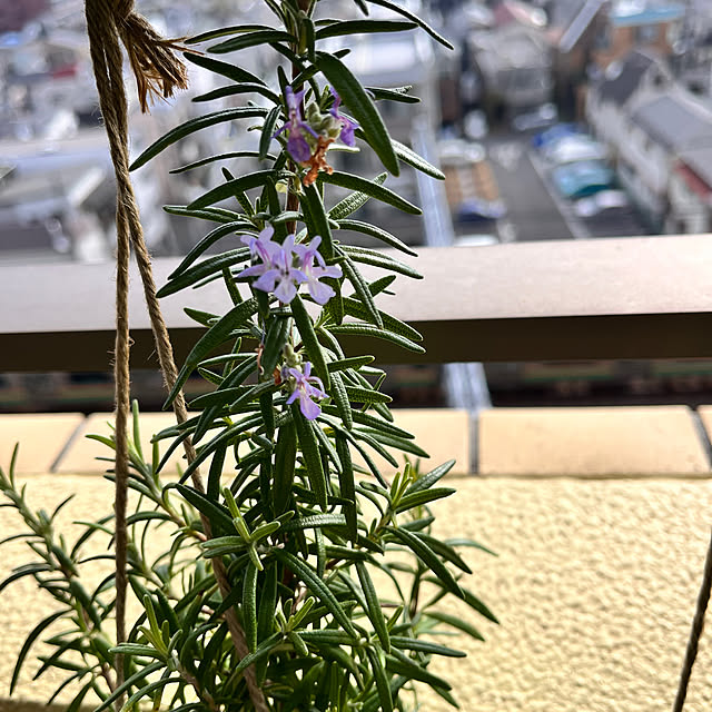 mukitarakoさんの部屋