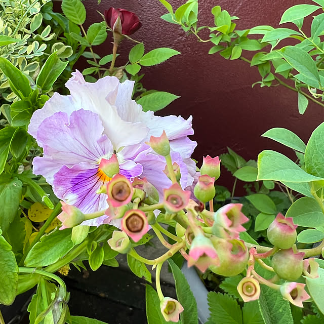 AYUKOさんの実例写真