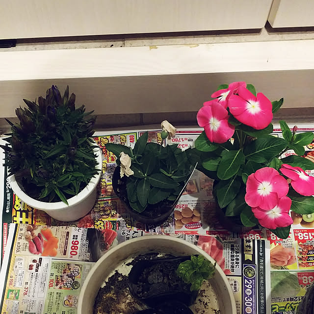 annaさんの実例写真