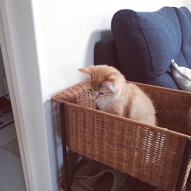pinokoさんの実例写真