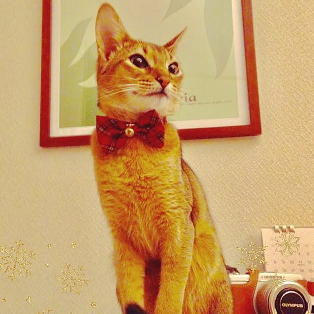 sakineko528さんの実例写真