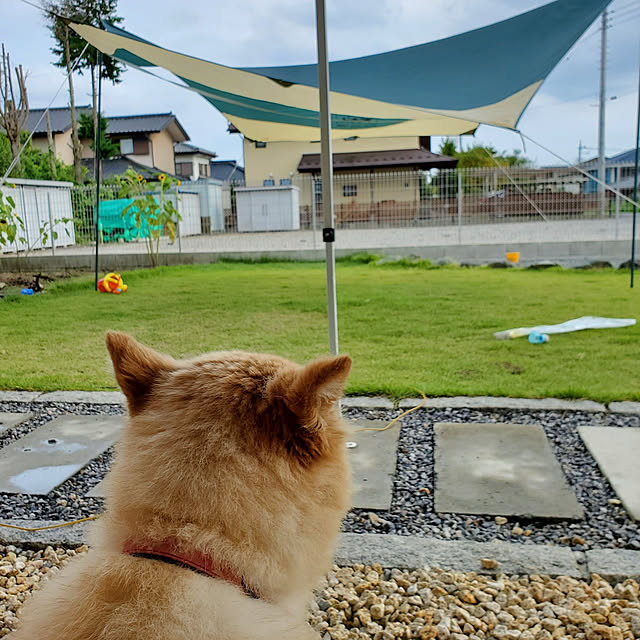 kedarakeinumomoさんの実例写真
