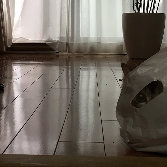 noelさんの実例写真