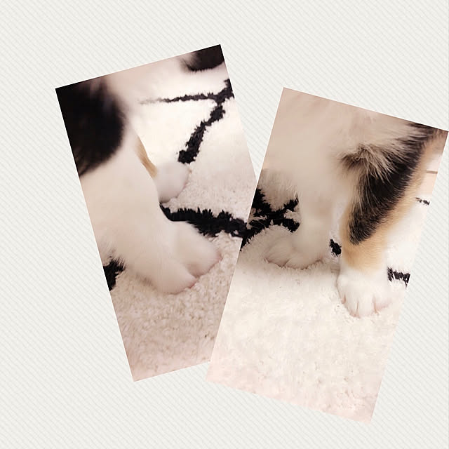 Ruiさんの実例写真