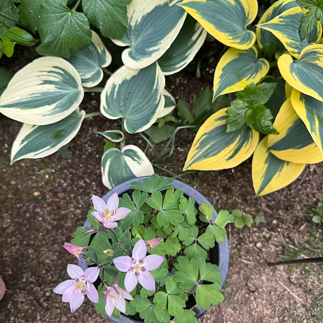 mamizaさんの部屋