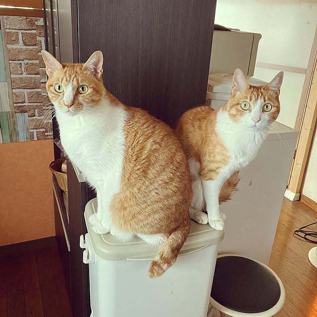 キッチンのインテリア実例 - 2021-09-20 19:45:50