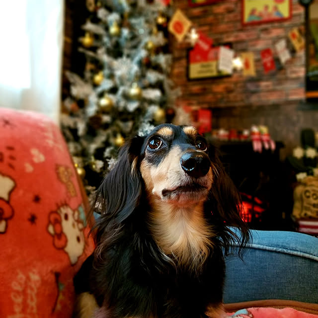 momozouさんの実例写真