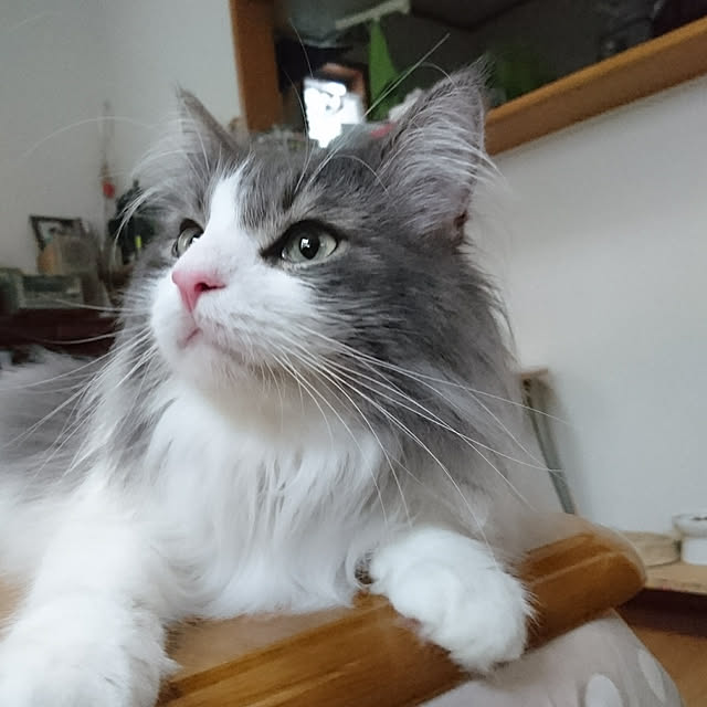 shinobuさんの実例写真