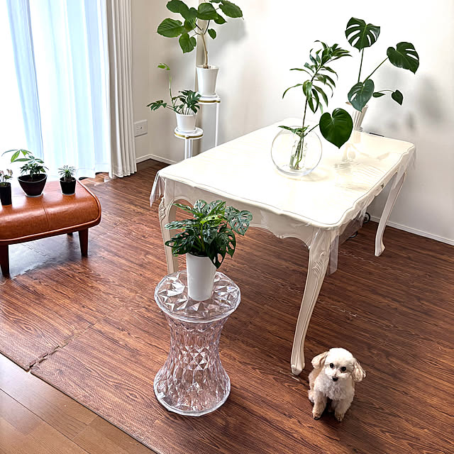リビング/観葉植物/水耕栽培/グリーンのある暮らし/植物のある暮らし...などのインテリア実例 - 2025-05-31 16:40:14