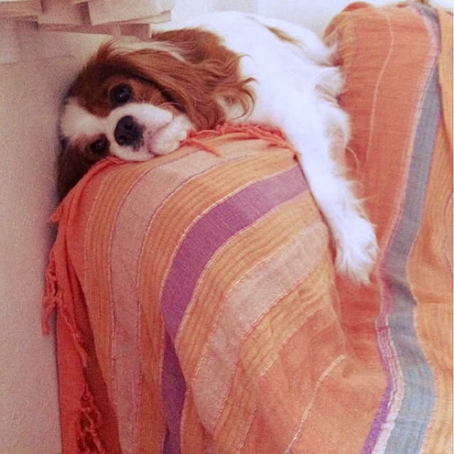 Ayumiさんの実例写真