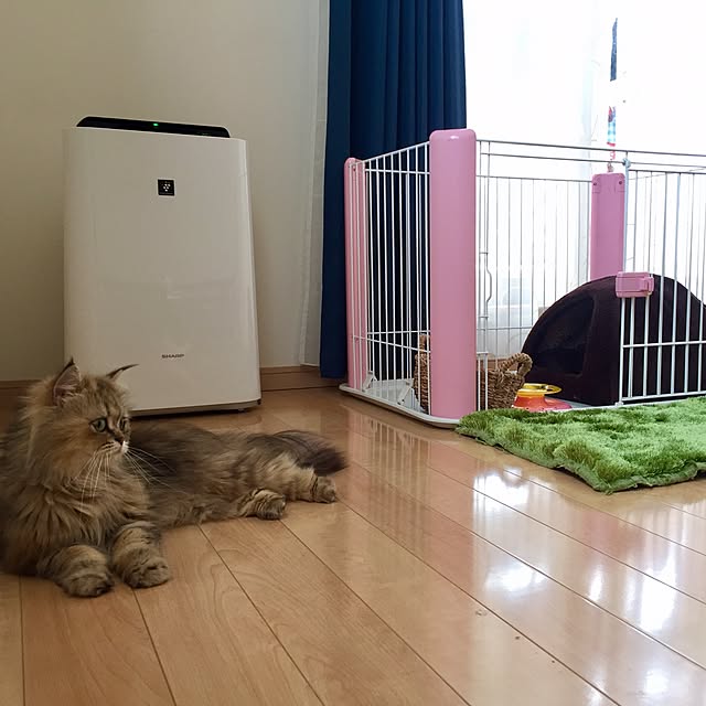 butachanさんの実例写真