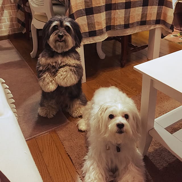pero1pan5さんの実例写真