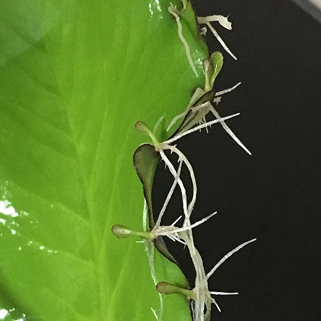 kasumiさんの実例写真