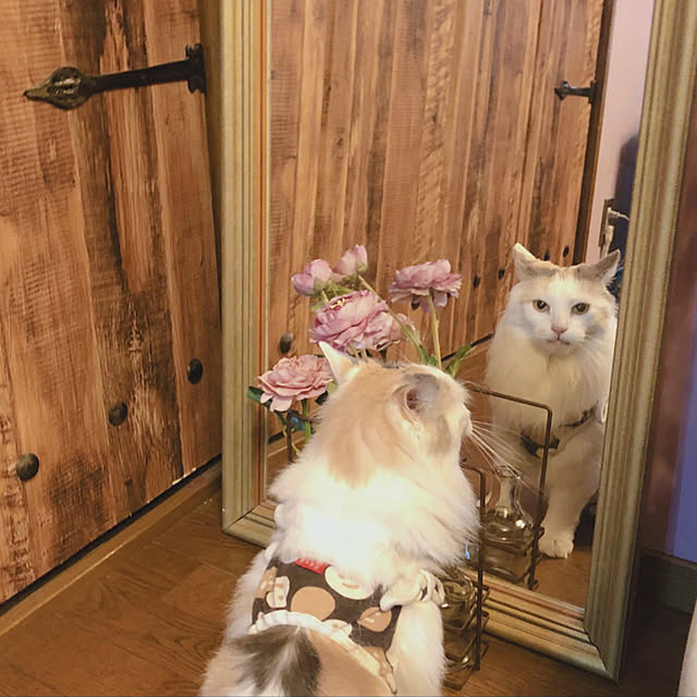 フラワーベース ガラス/アイアンパーツ/クローゼットリメイク/猫のいる生活/猫のいる日常...などのインテリア実例 - 2020-11-20 18:43:45