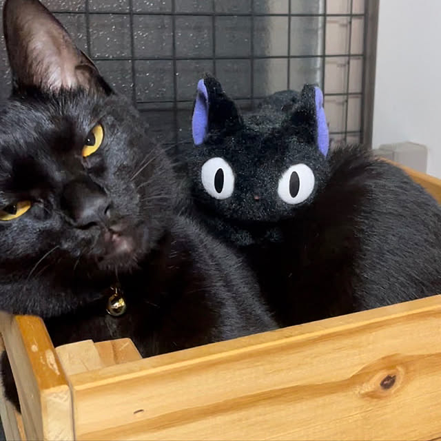 suemonta14さんの実例写真