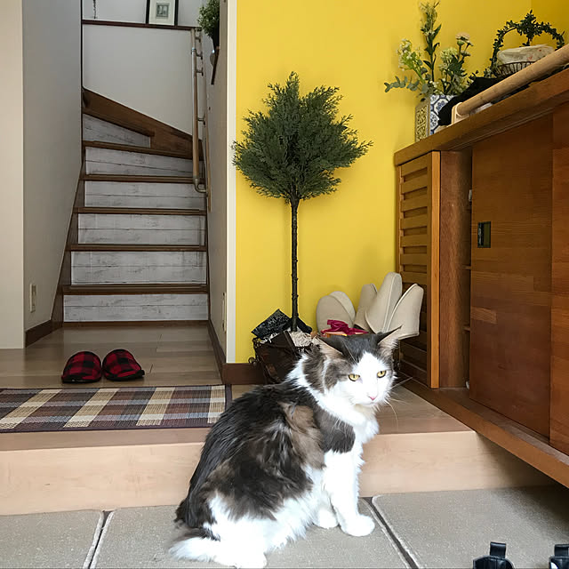 masakoさんの実例写真