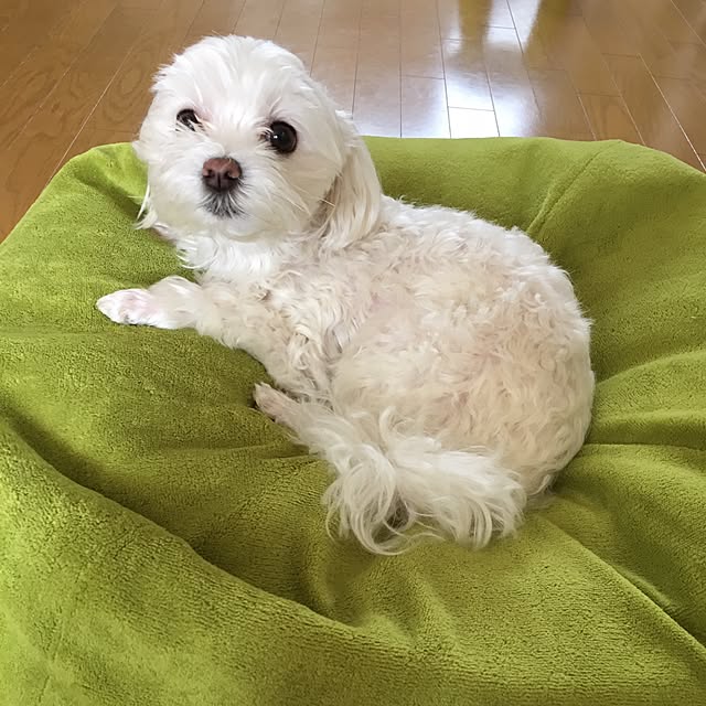 Shihoさんの実例写真