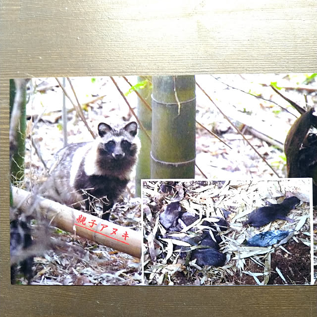 y.ebihara0811さんの実例写真