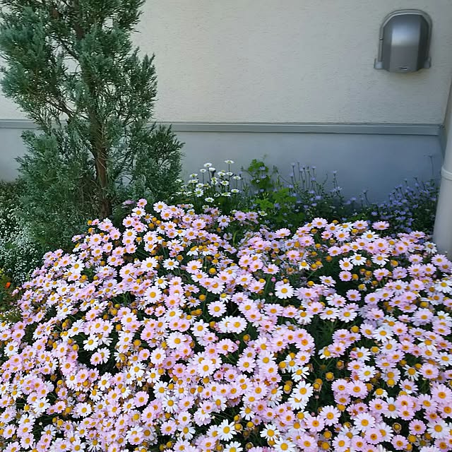 玄関/入り口/いつもいいねありがとうございます♡/植物/花壇/マーガレットのインテリア実例 - 2017-05-17 07:51:09