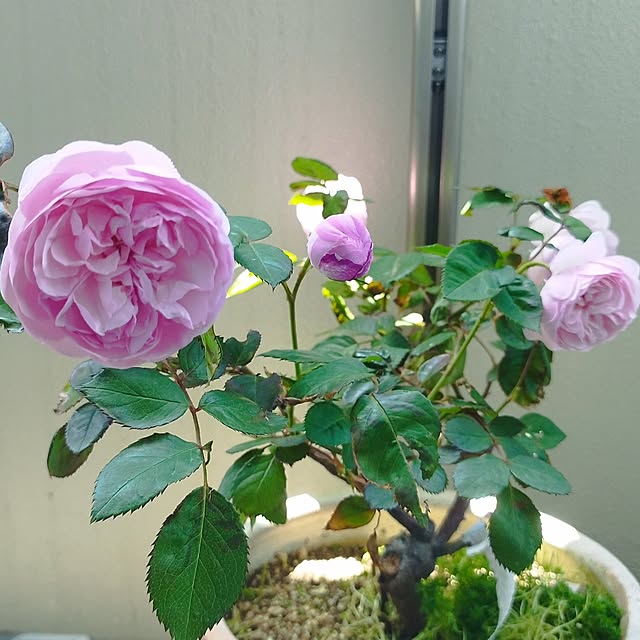 hiromimiさんの部屋