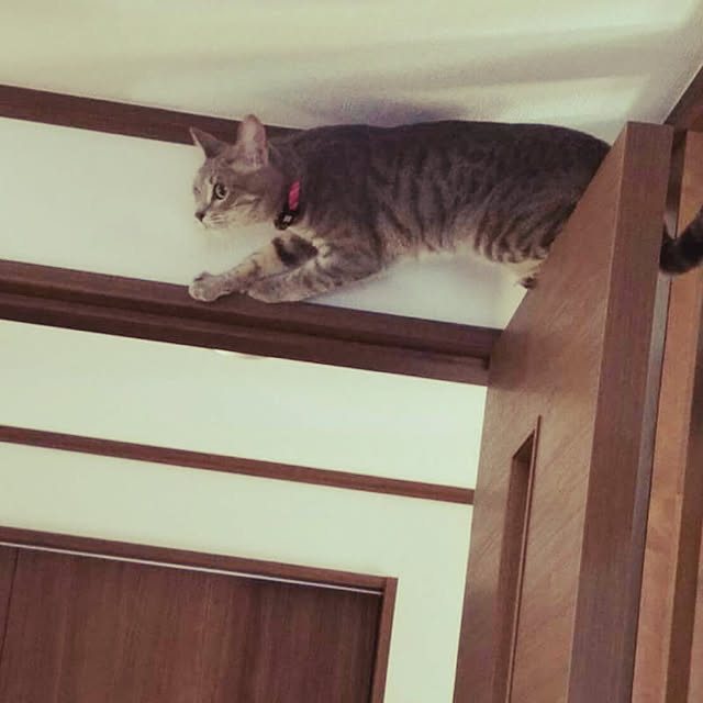 tantanさんの実例写真