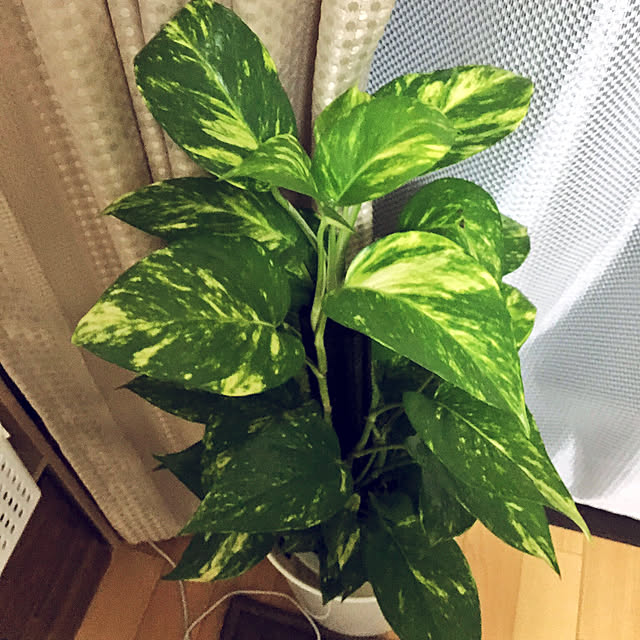 yomiyomiさんの実例写真