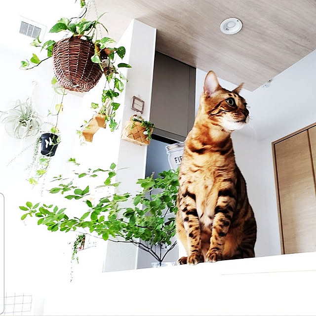 megu.catさんの実例写真