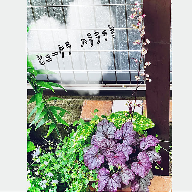 hinamamaさんの実例写真